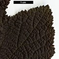SpeciesSub: var. purpurascens